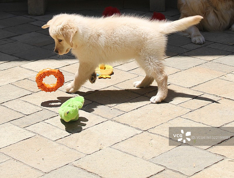 纯种金毛猎犬在阳光明媚的日子里奔跑、玩耍和跳跃图片素材