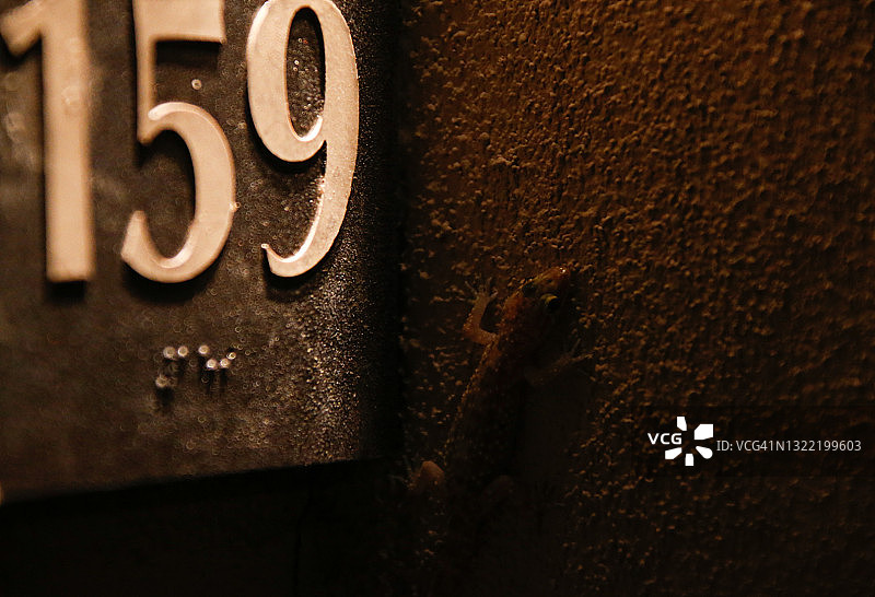 亚利桑那州野生动物：地中海壁虎图片素材