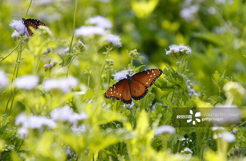旅游目的地-亚利桑那-索诺拉沙漠博物馆-动物野生动物图片素材
