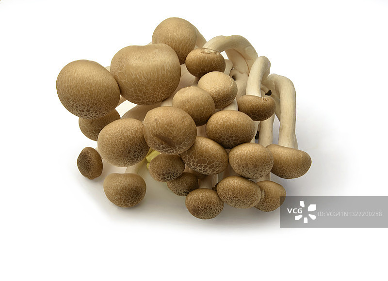 Clamshell蘑菇图片素材