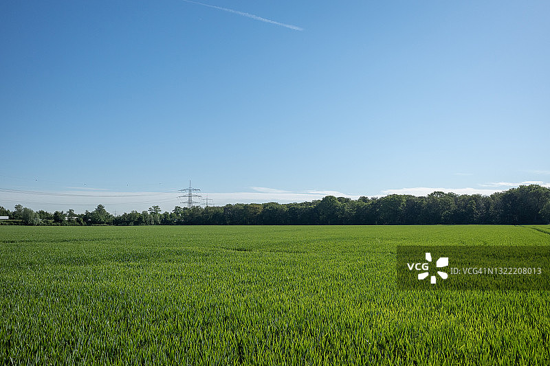 阳光明媚的户外景观：绿色麦田或大麦田，有拖拉机或车辆车辙图片素材