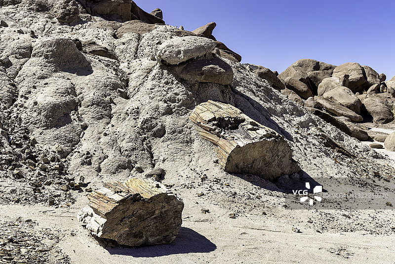 石化森林国家公园彩色沙漠中风化的石化木图片素材
