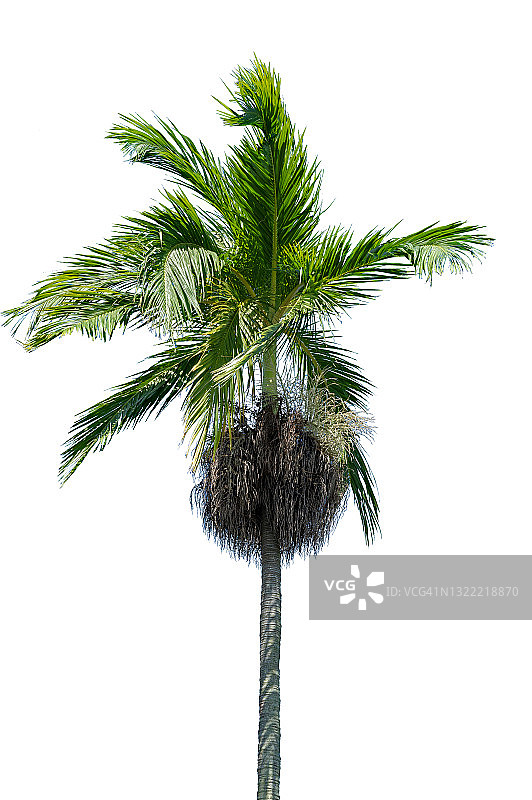 白色背景上的棕榈树图片素材