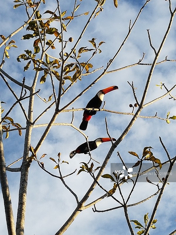 巨嘴鸟图片素材