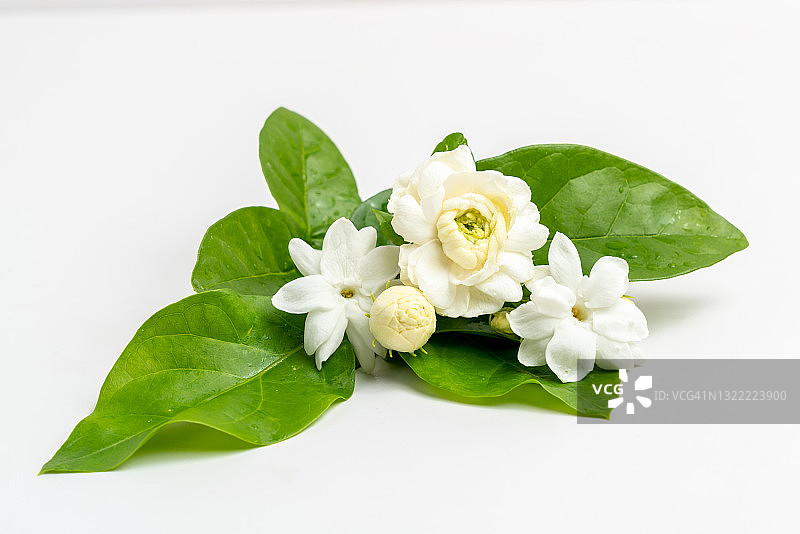 堆叠的茉莉花边框，带绿色叶子，适用于香薰精油，隔离在白色背景上图片素材