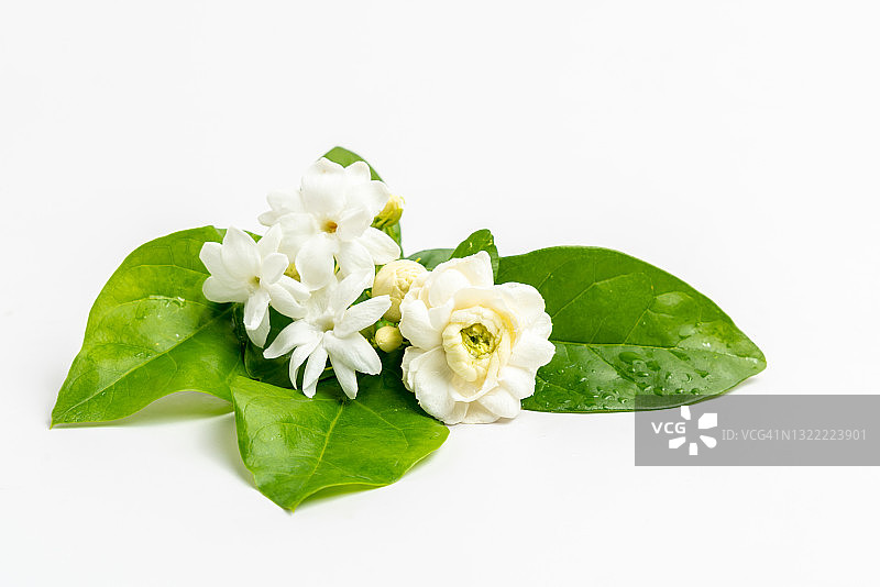 堆叠的茉莉花边框，带绿色叶子，适用于香薰精油，隔离在白色背景上图片素材