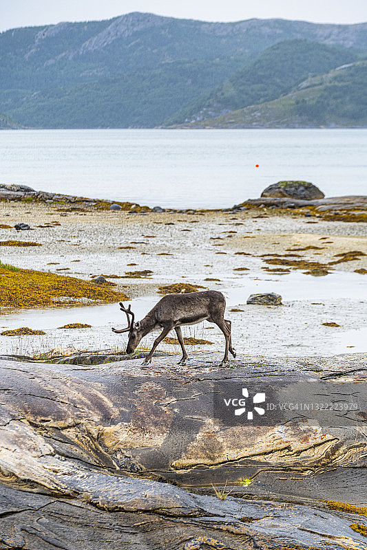 在挪威Kystriksveien寻找食物的驯鹿图片素材