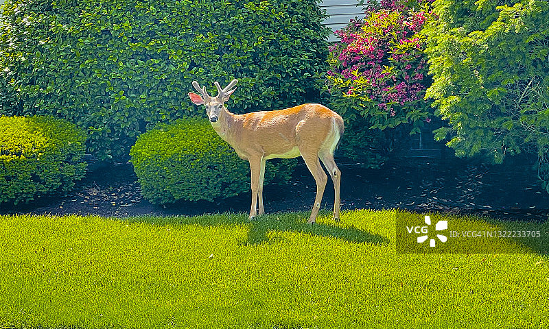 新泽西州郊区草坪上的雄鹿图片素材