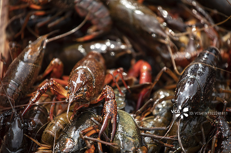 小龙虾丰收图片素材