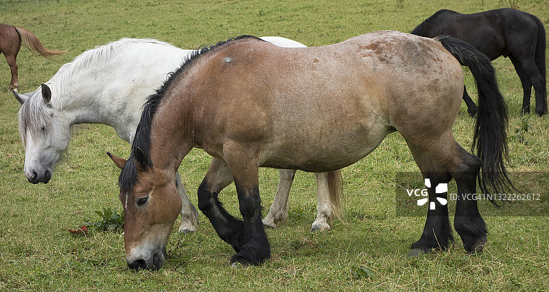 乡村役用马图片素材