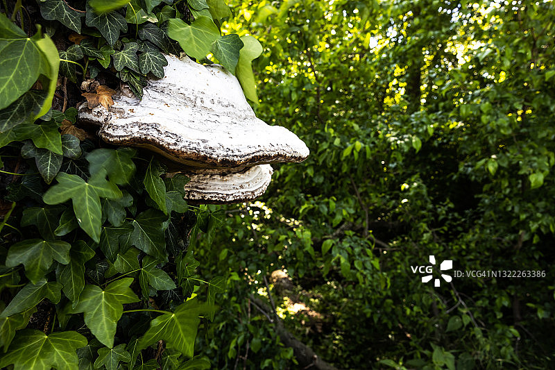 大型树木真菌图片素材