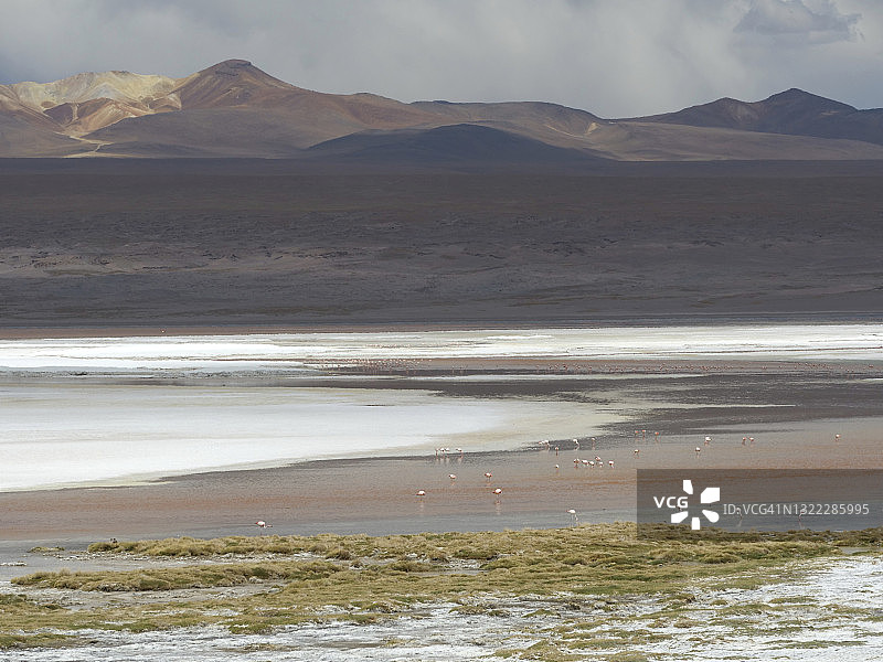 玻利维亚科罗拉多泻湖的火烈鸟图片素材