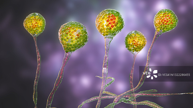 毛霉菌，图示图片素材