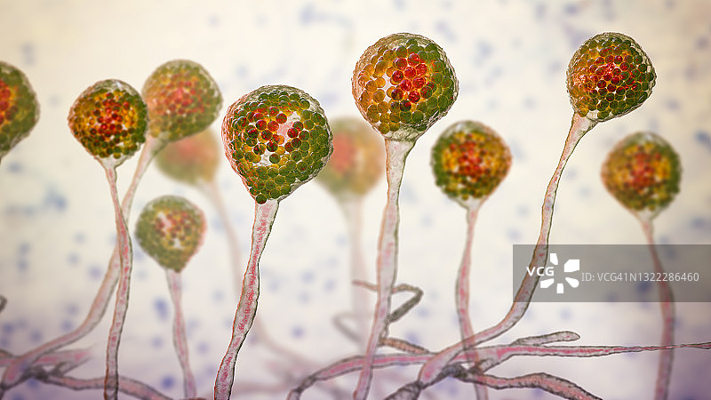 毛霉菌，图示图片素材