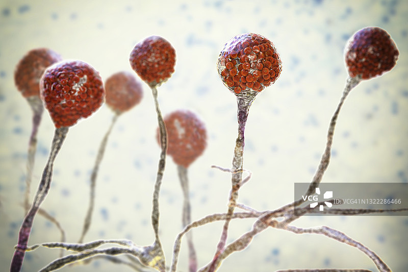 毛霉菌，图示图片素材