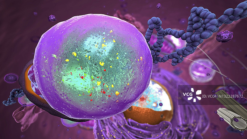 溶酶体示意图图片素材