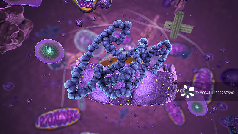 核糖体，图示图片素材