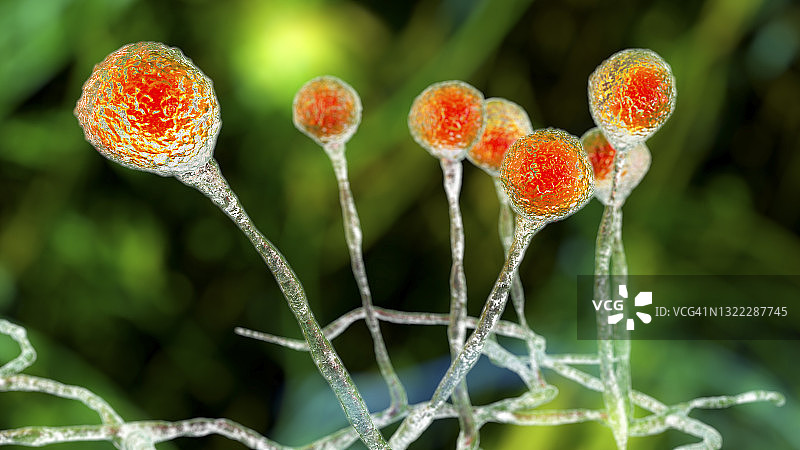 毛霉菌，图示图片素材