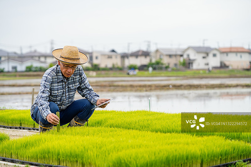 用平板电脑测量新稻生长的年长农民图片素材