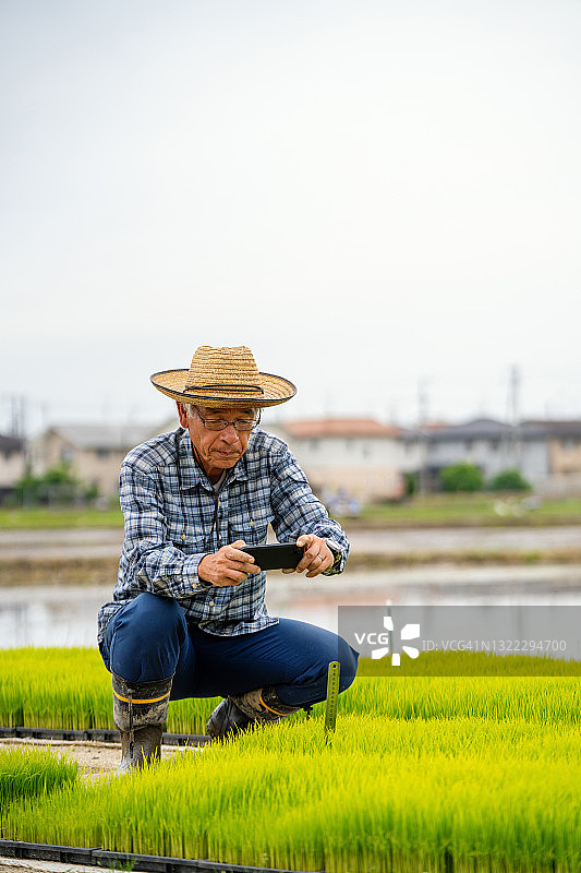 年长的农民用智能手机拍摄新稻生长照片图片素材