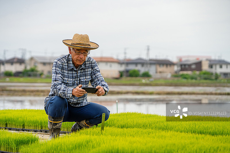 年长的农民用智能手机拍摄新稻生长照片图片素材