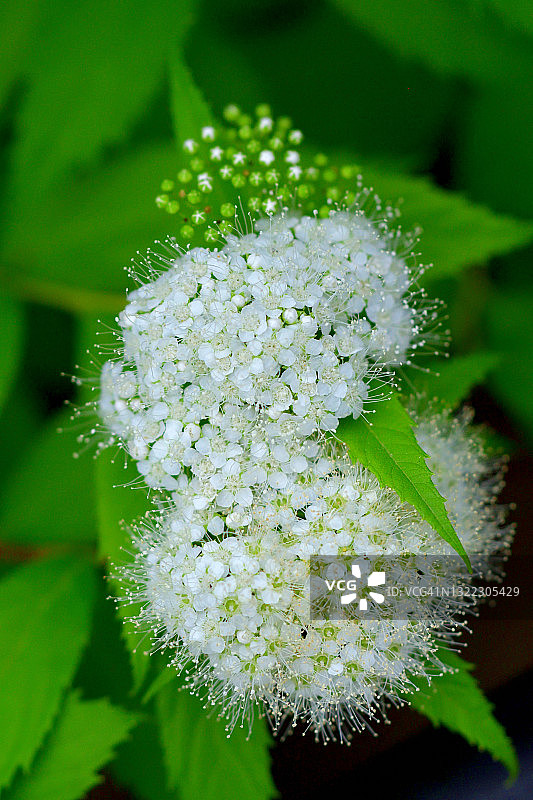 荚蒾重瓣/椴树荚蒾花图片素材