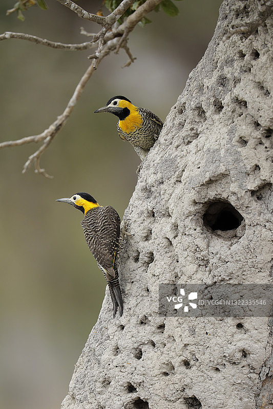 原野啄木鸟图片素材
