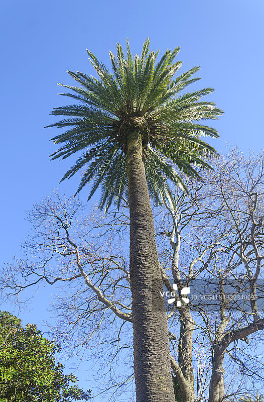 以光秃秃的树为背景的棕榈树，晴朗的天空图片素材