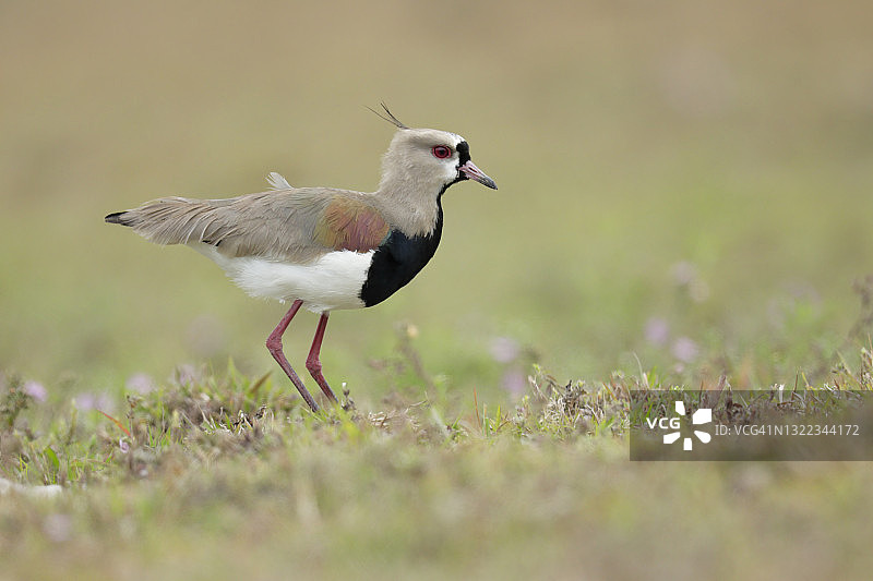 智利鸻图片素材