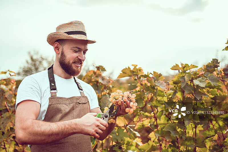 络腮胡男酿酒师展示如何用修剪刀采摘葡萄图片素材
