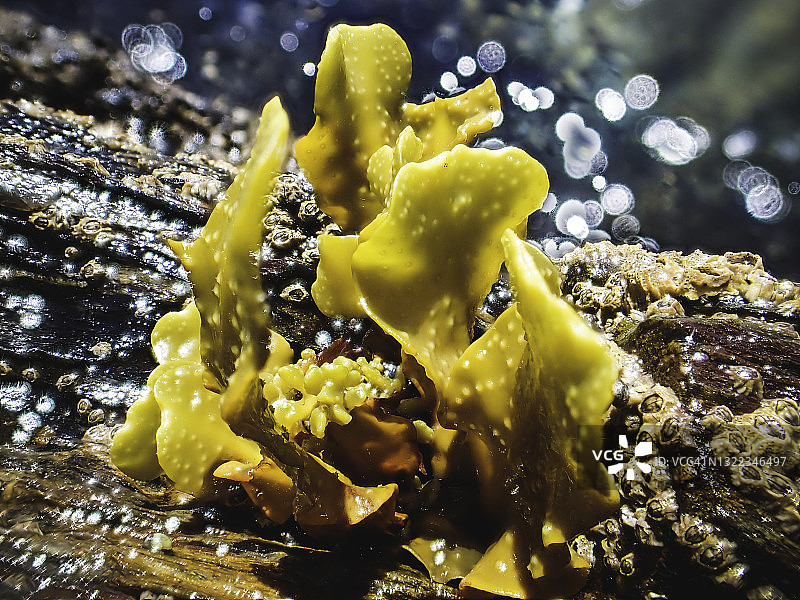 螺旋墨角藻图片素材