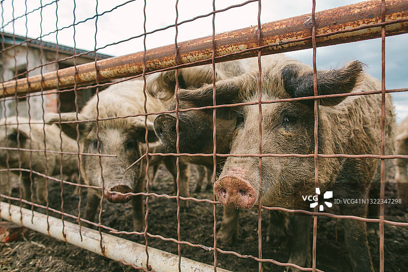 生态农场围栏外拍摄的灰色大猪图片素材