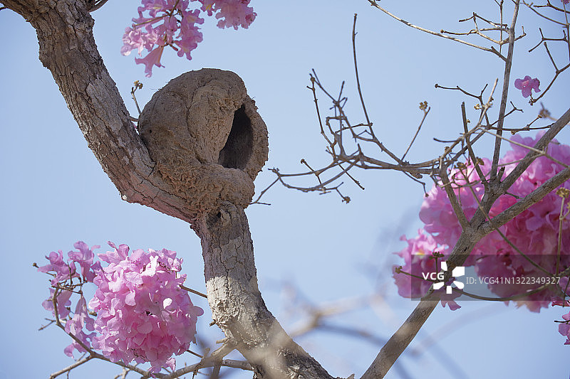 棕灶鸟巢穴图片素材
