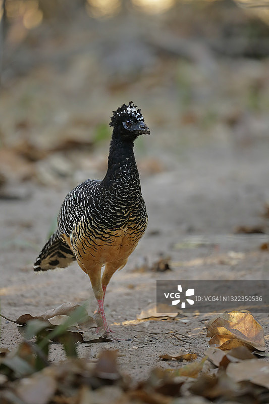 裸面蕉鸠图片素材