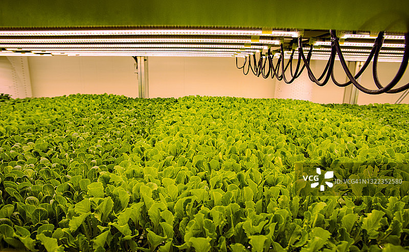 垂直农场在受控环境下生产沙拉和蔬菜图片素材