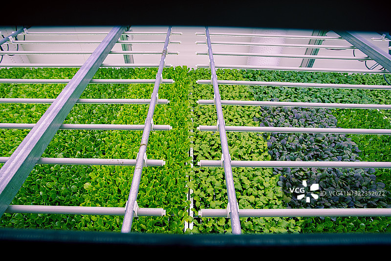 垂直农场在受控环境下生产沙拉和蔬菜图片素材