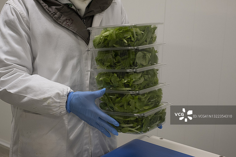 垂直农场在受控环境下生产沙拉和蔬菜图片素材
