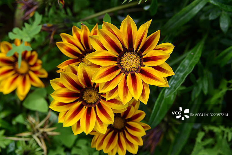 自然中的对称图片素材