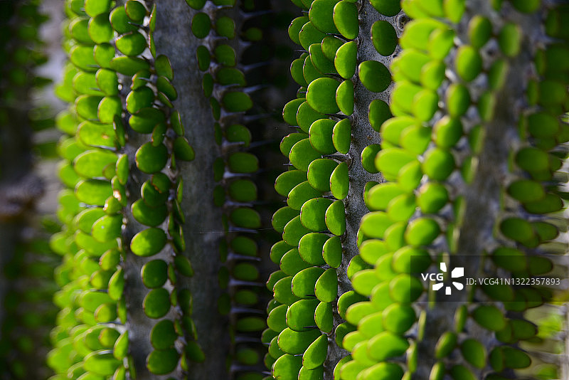 亚龙木属植物图片素材