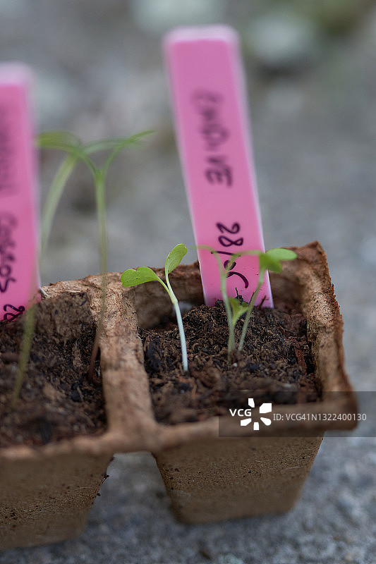 花园波斯菊和菊苣图片素材