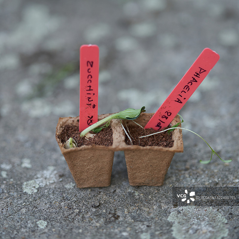 西葫芦和法赛丽图片素材