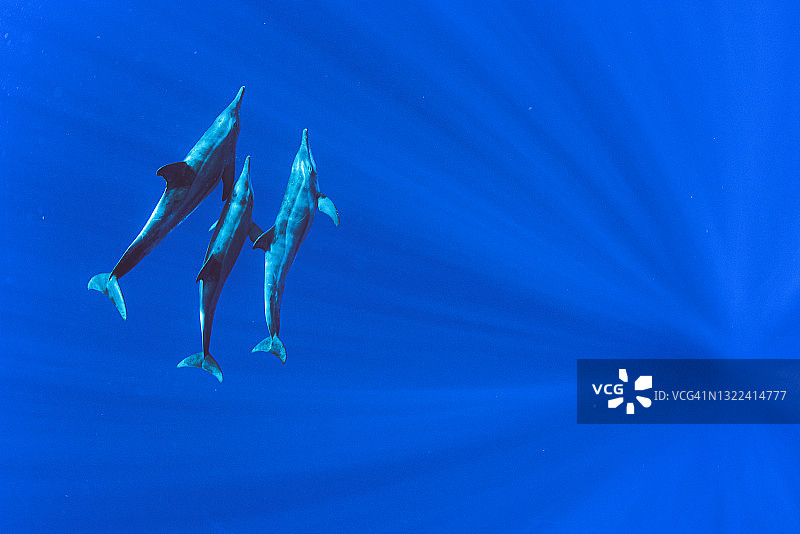 夏威夷蓝色海域中嬉戏的糙齿海豚图片素材