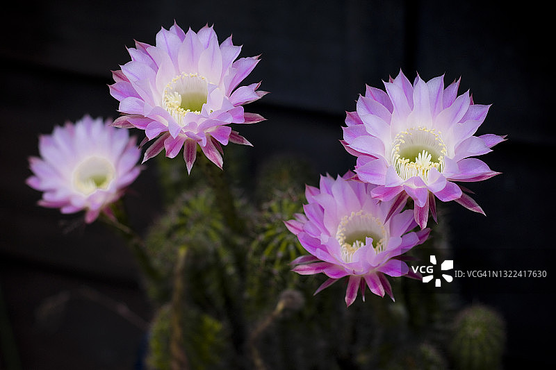 仙人掌的花图片素材
