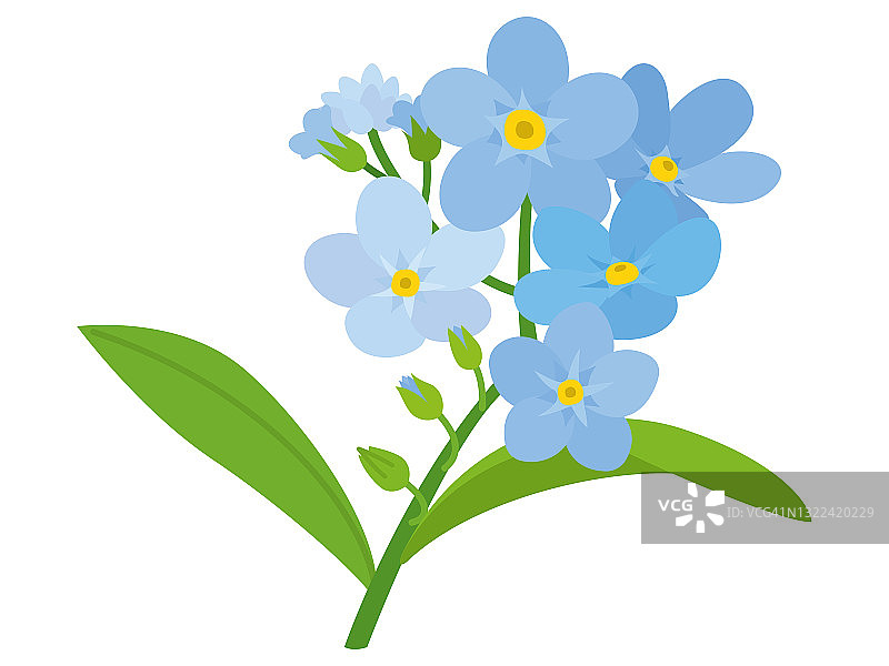 蓝色勿忘我花插画图片素材
