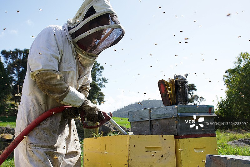 养蜂人用饲喂盘给蜂箱喂糖浆图片素材