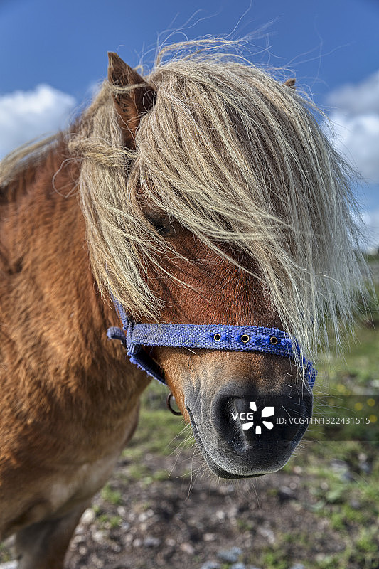 爱尔兰戈尔韦长鬃毛戈尔韦小马的头像图片素材