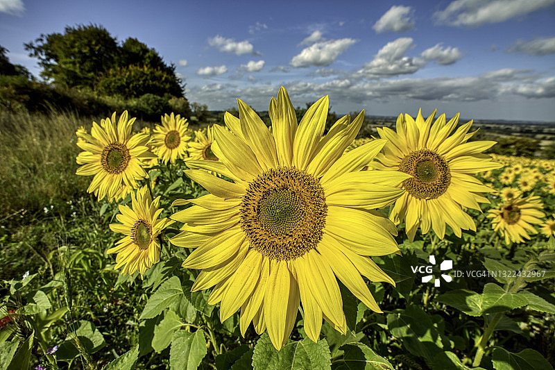 英格兰贝德福德郡的向日葵花田图片素材