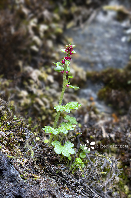 下垂的虎耳草(Saxifraga cernua)图片素材