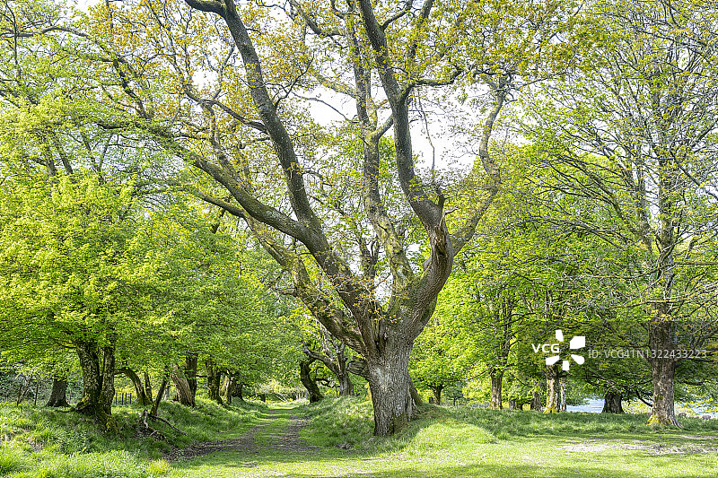 梅尔伯里桑普福德鹿园，英格兰多塞特郡图片素材