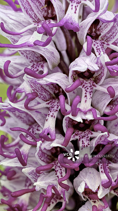 猴兰（人头兰），英国肯特郡图片素材